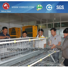 Sistema Silver Star Automatic Layer Chicken Cage